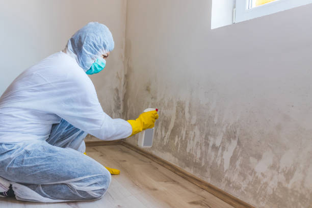 Licensed Mold Removal service in Thomasville, NC - WQB Mold Removal